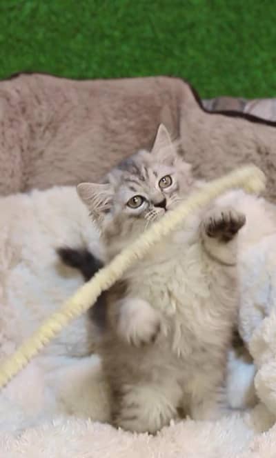 Persia cat kitten/punch bloodline cat/ gray Persian cat