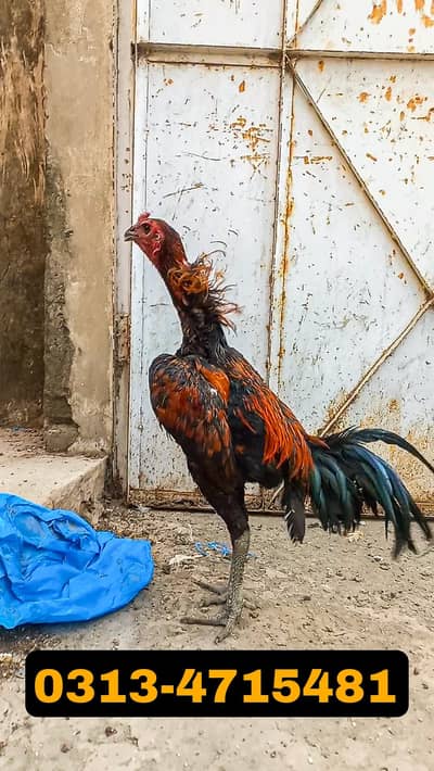 DRAGON PATHA | THAI | BLACK | ASEEL | MALE