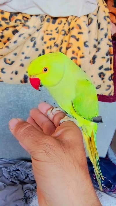Handtame parrot for sale 03435131048