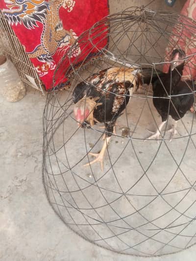 for sale