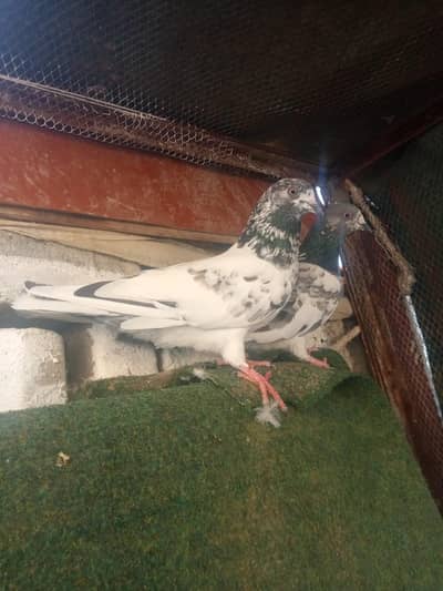 4 kabotar for sale