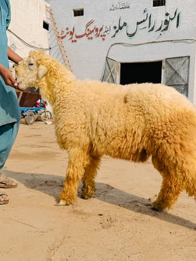 مندرہ چھترا کھیرا