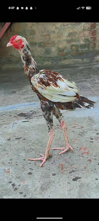 pure Pakistan chena