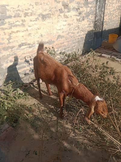 ache nasal ke baqri hai