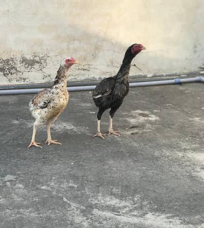 Aseels Madi for sale