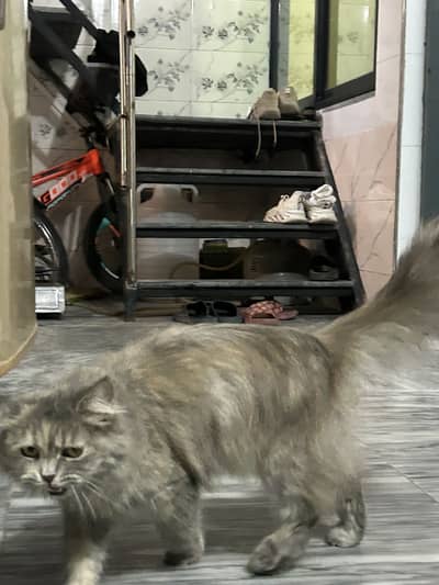 Persian Female cats