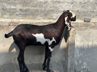 Nagri daba female