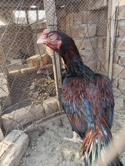 Pure Aseel lakha breeder