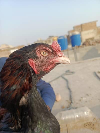 Pure Aseel lakha breeder
