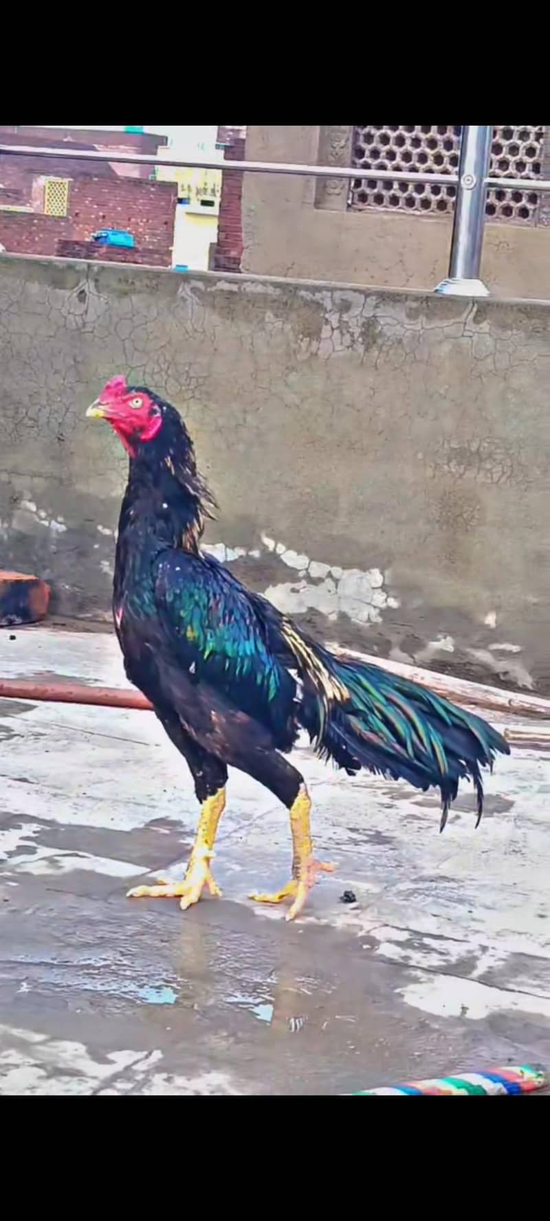 Mianwali Sawa Patha 6