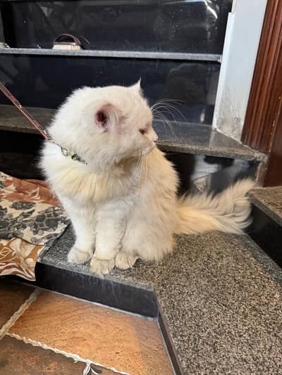 WHITE PERSIAN MALE