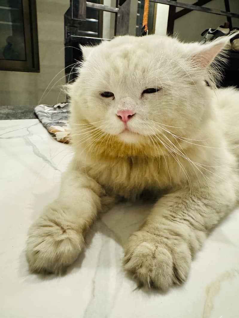 WHITE PERSIAN MALE - Cats - 1121008954