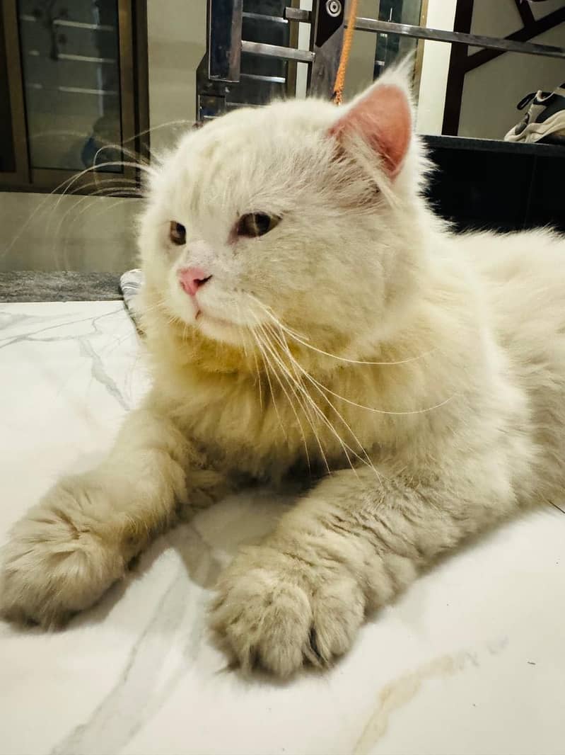 WHITE PERSIAN MALE - Cats - 1121008954