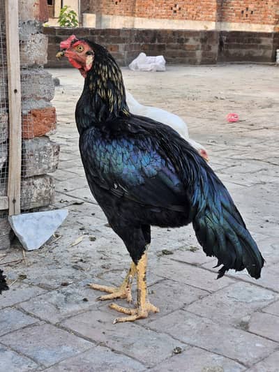 Pure Aseel Murgha-Breed Mianwali-urgent sale 03178117118