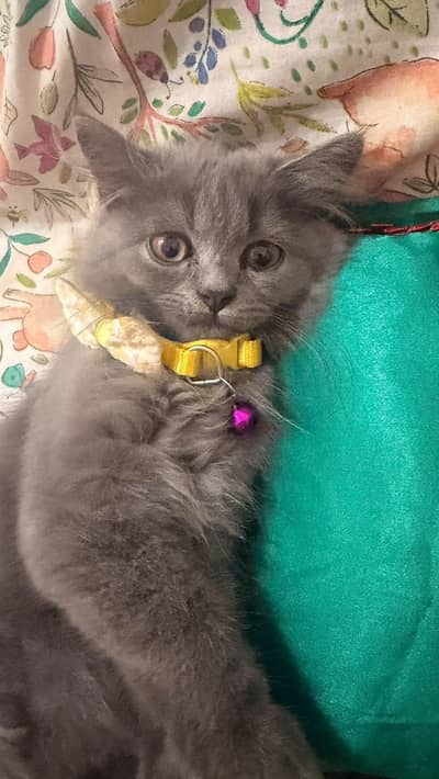 Urgent Sale- Long Hair Gray Kitten
