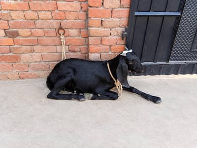 Goat for sale