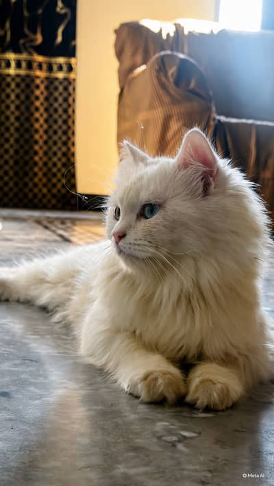 Blue Eyes Triple Coat