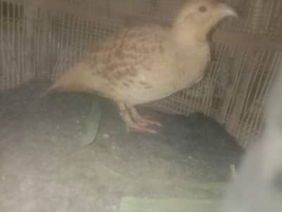 Irani Jumbo Male with cutted feathers