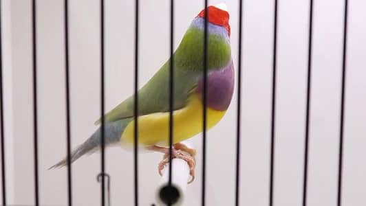 Spanish line Gouldian Finch Pair