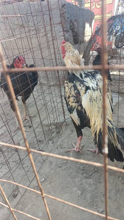 Kamalia breed White beautiful  java