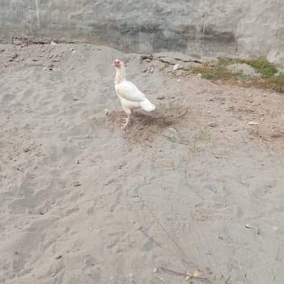 Aseel female and chick for sell