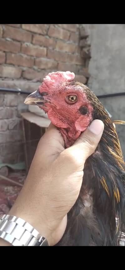 Aseel waleti murga for sale and exchange