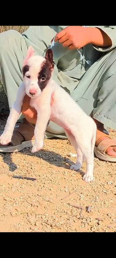 Guwahati gultair Male Puppy  for sale