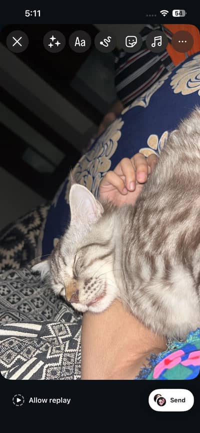 cute kitten