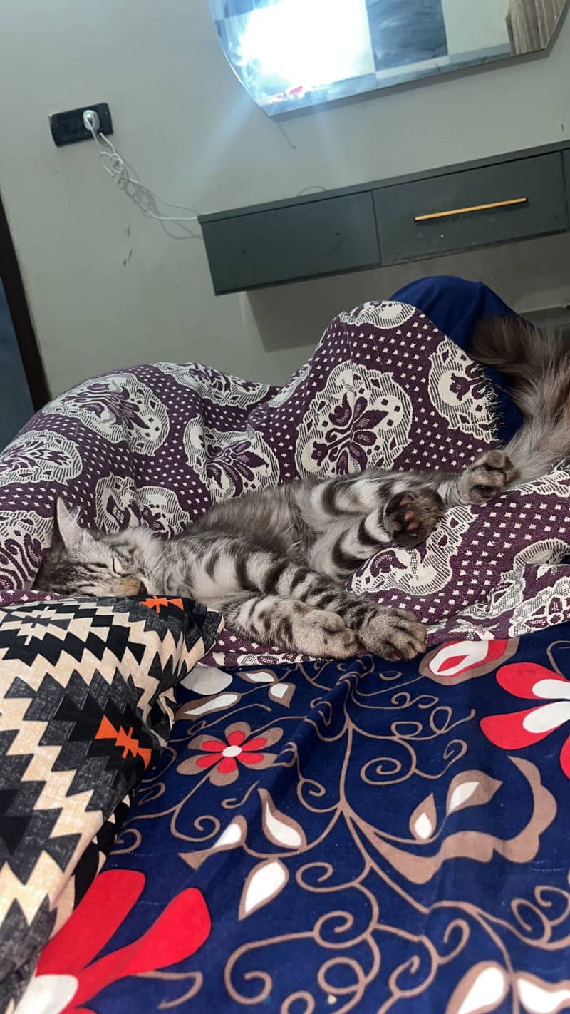 cute kitten 1