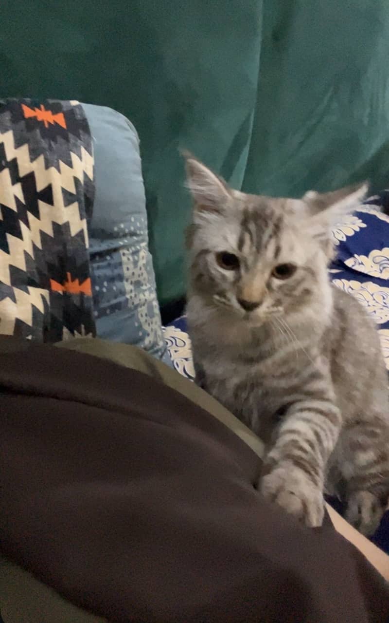 cute kitten 5