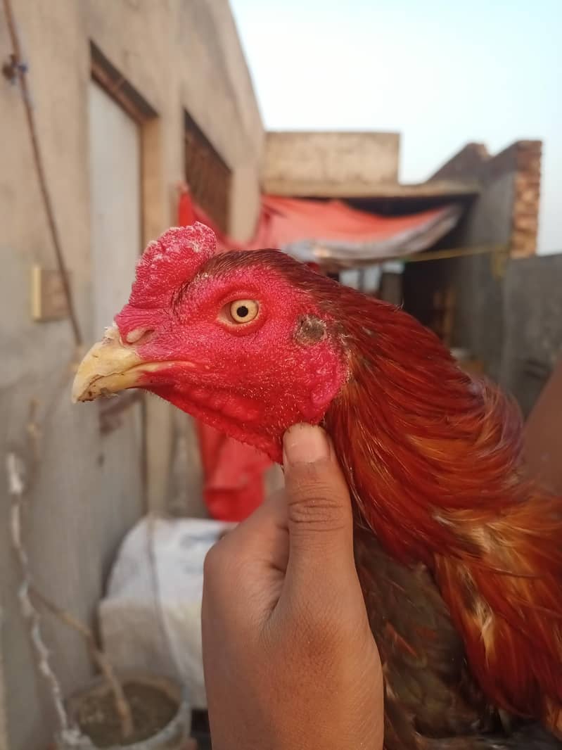pak and thai mix - Hens - 1121009537