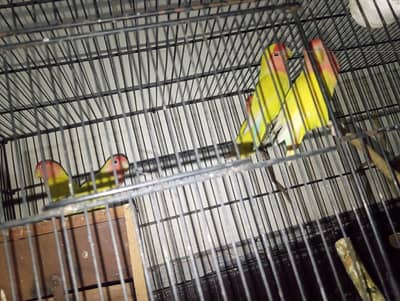 love birds healthy or active pair