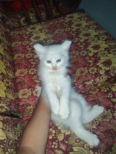 2 Kittens