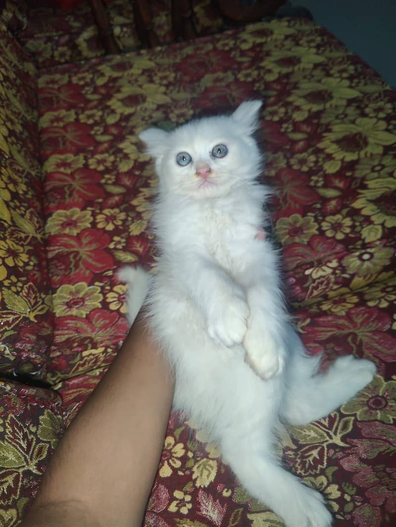 2 Kittens 1