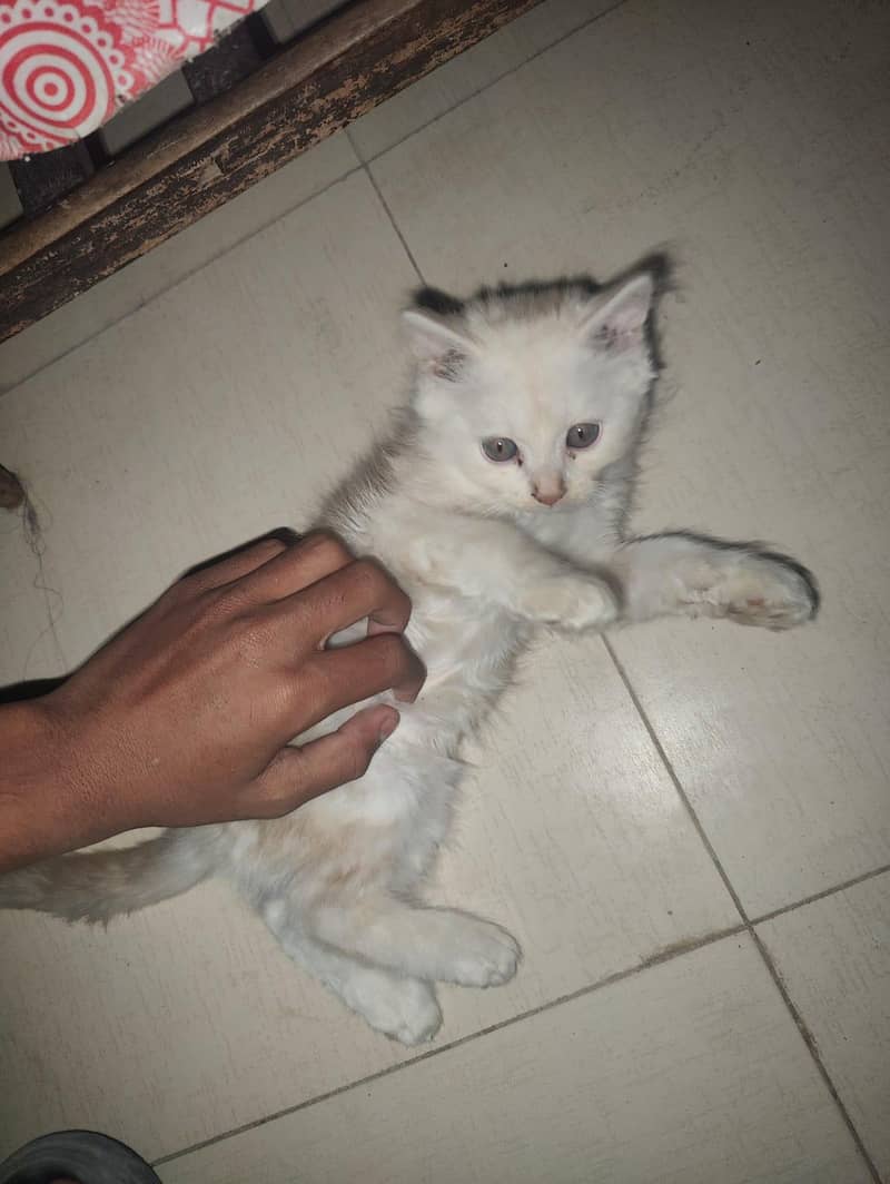 2 Kittens 6