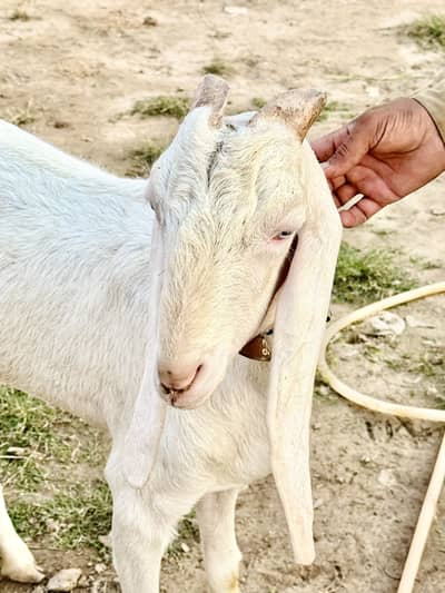 Goat for sale