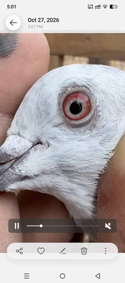 khaaki male for sale