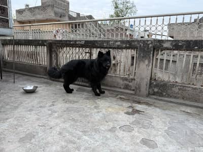 Black Male