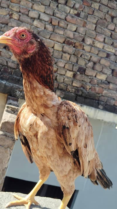 aseel birds