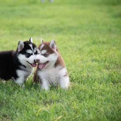 imported siberian husky available for sale