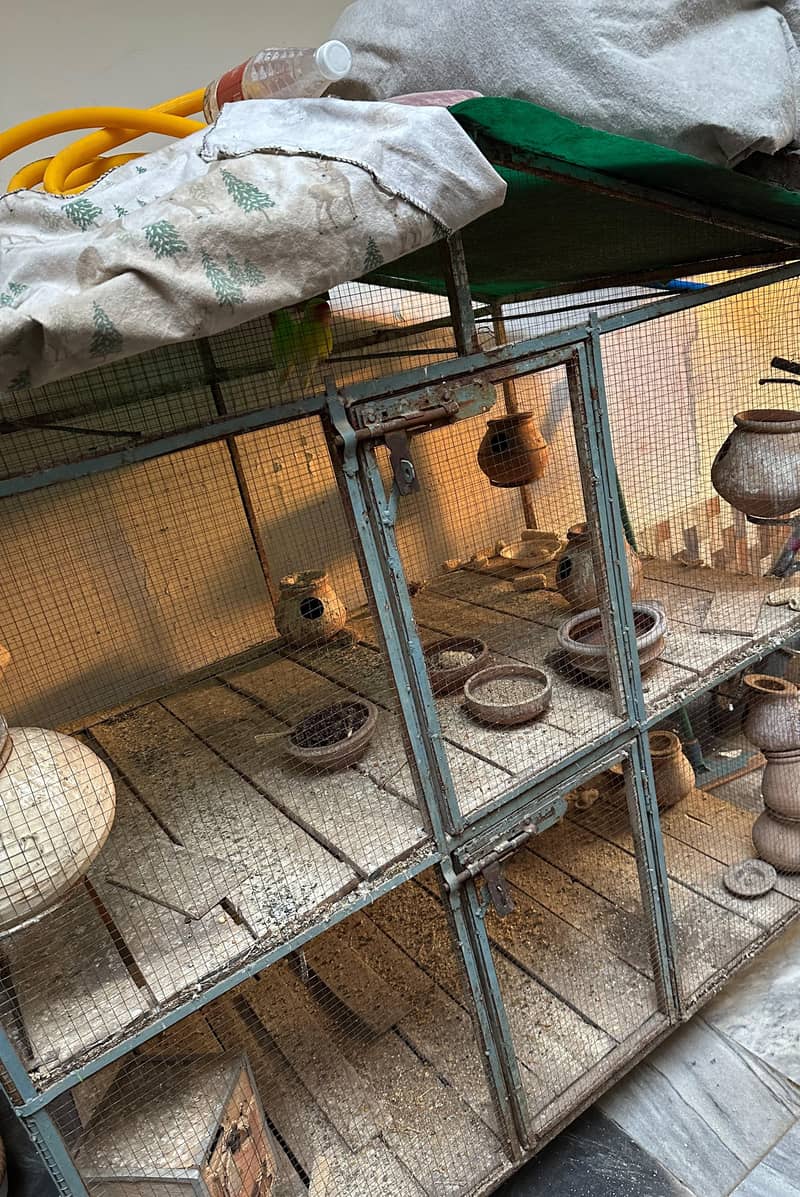 parrots cage 2