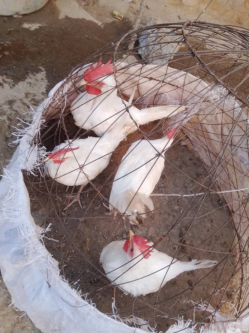 white hens 0
