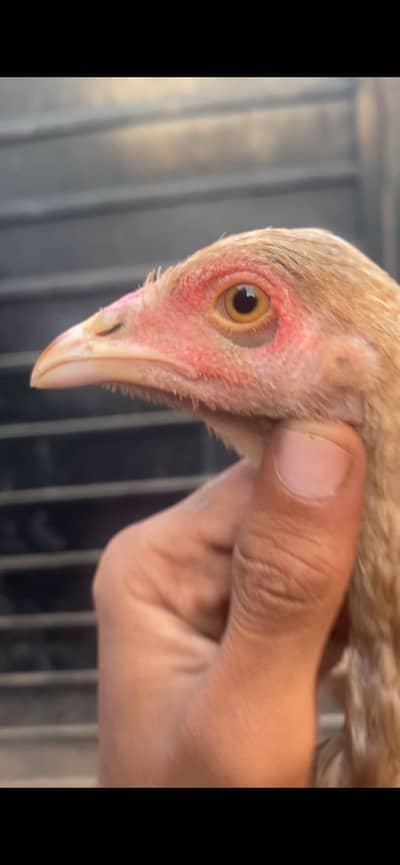 1 murghi with chick 2 pathy