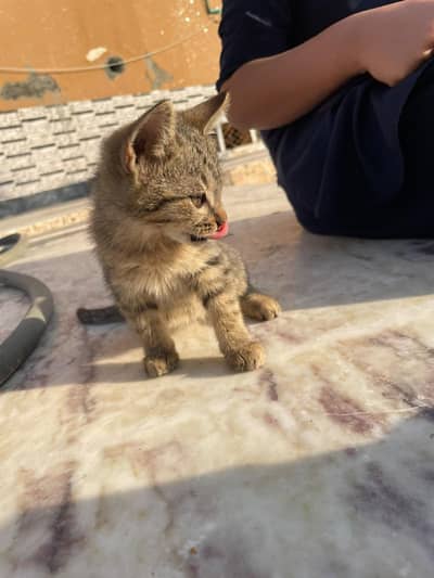 mix Persia kittens for sale