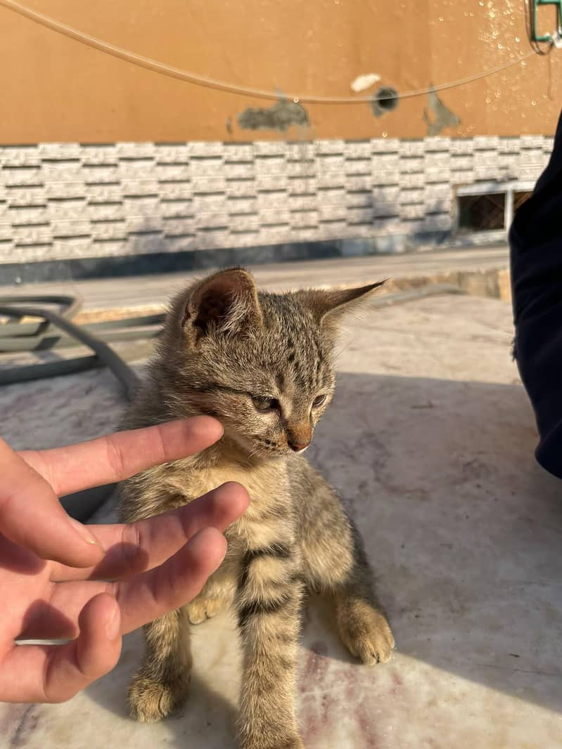 mix Persia kittens for sale - Cats - 1121009871