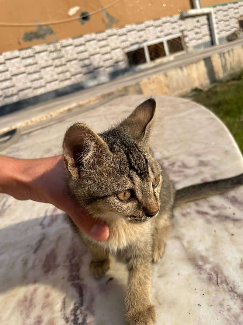 mix Persia kittens for sale - Cats - 1121009871