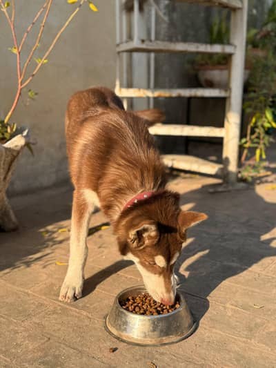 Beautiful Husky Puppy for Sale