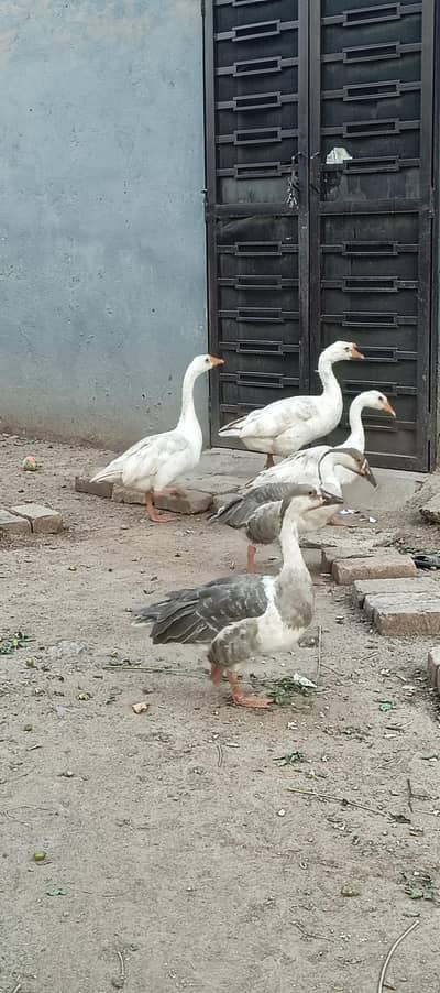 large and small ducks