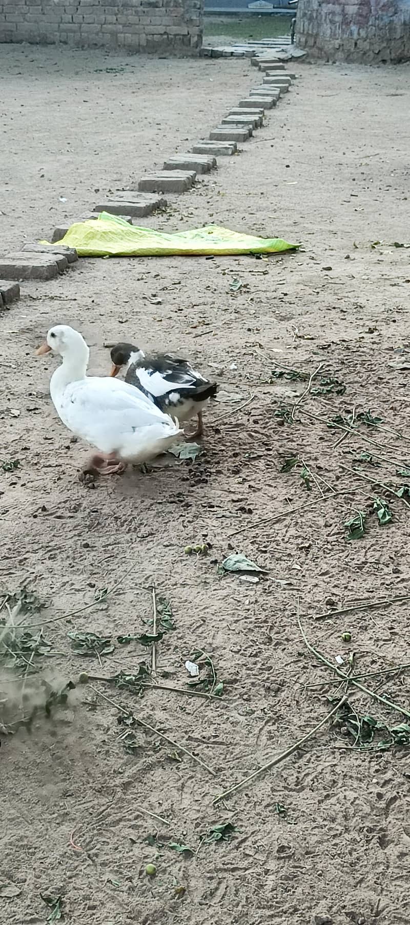 large and small ducks 1