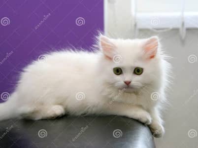 White Persian Male Cat, 3 Months Age